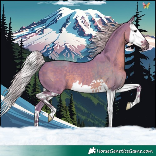 Horse Color:Watercolor Silver Black Splash 