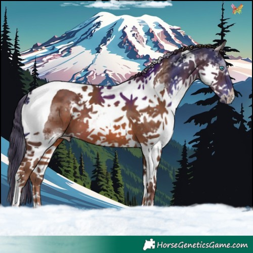 Horse Color:Liver Chestnut Splash Tobiano 