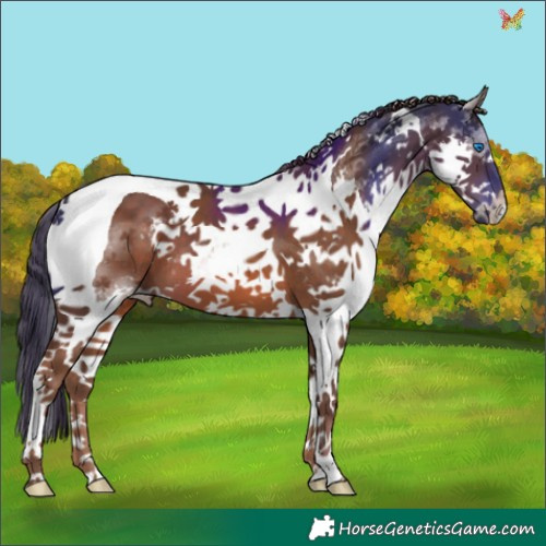 Horse Color:Liver Chestnut Splash Tobiano 