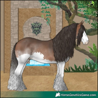 Horse Color:Bay Splash 