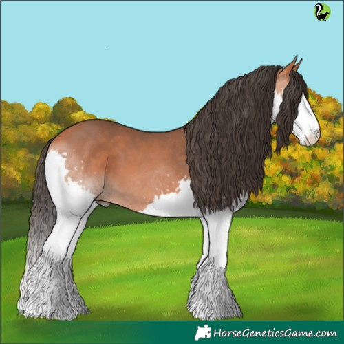 Horse Color:Bay Splash 