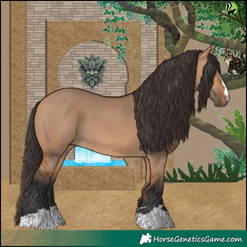 Horse Color:Bay Dun 