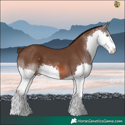 Horse Color:Liver Chestnut Splash 