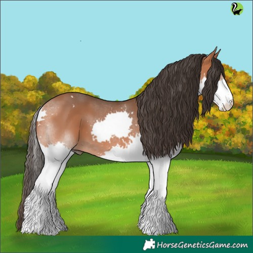 Horse Color:Bay Splash 