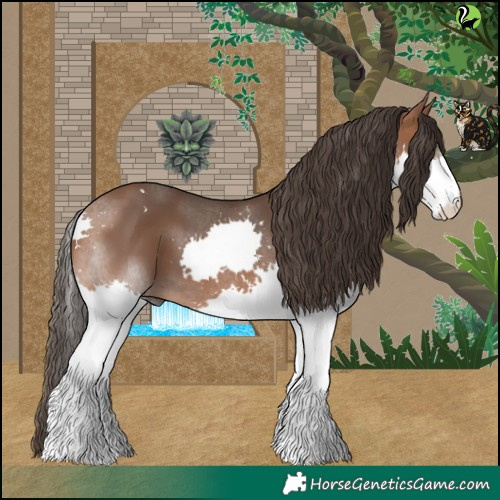 Horse Color:Bay Splash 