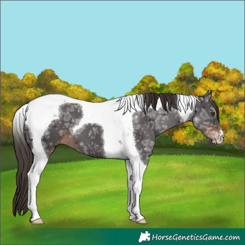 Horse Color:Liver Chestnut Ice Tobiano 