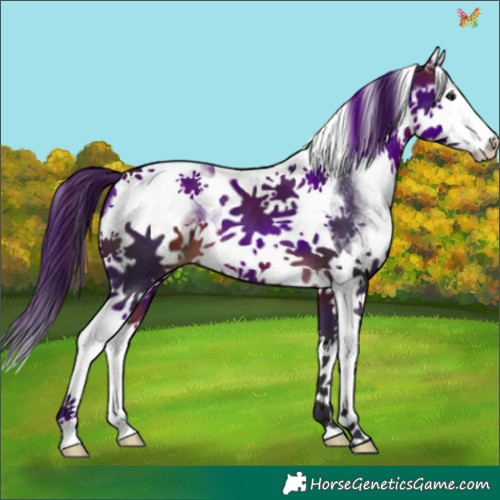 Horse Color:White Spotted Brown Splash Tobiano 