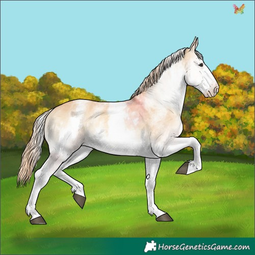 Horse Color:White Spotted Palomino Onyx Sabino 