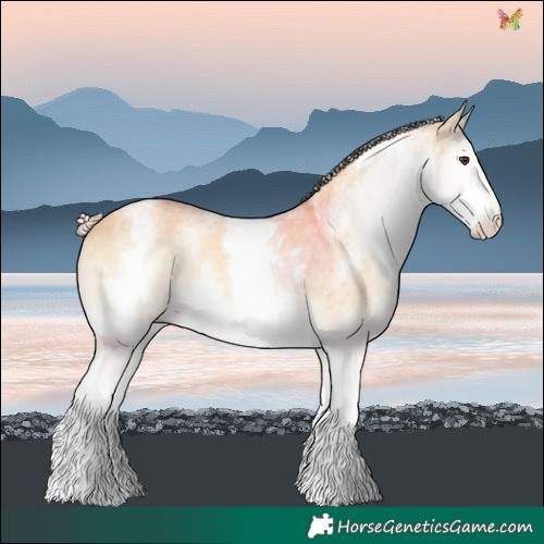 Horse Color:White Spotted Palomino Onyx Sabino 
