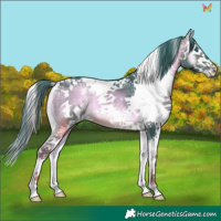 Horse Color:Watercolor Brown Onyx Splash Tobiano 