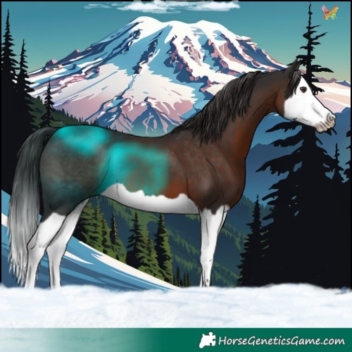 Horse Color:Liver Chestnut Splash 
