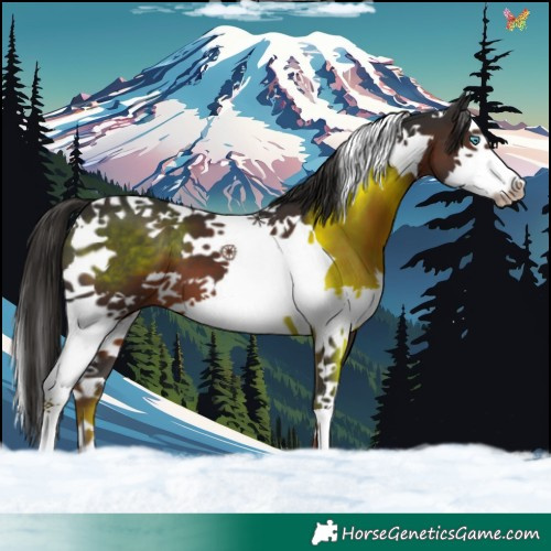 Horse Color:Liver Chestnut Splash Tobiano 
