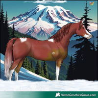 Horse Color:Watercolor Liver Chestnut Splash Tobiano 