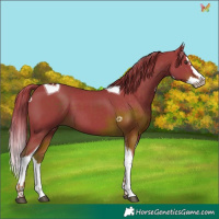 Horse Color:Watercolor Liver Chestnut Splash Tobiano
