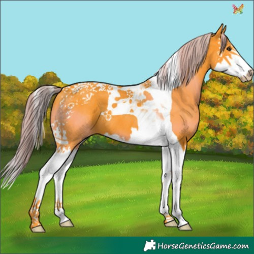 Horse Color:Watercolor Liver Chestnut Splash Tobiano 