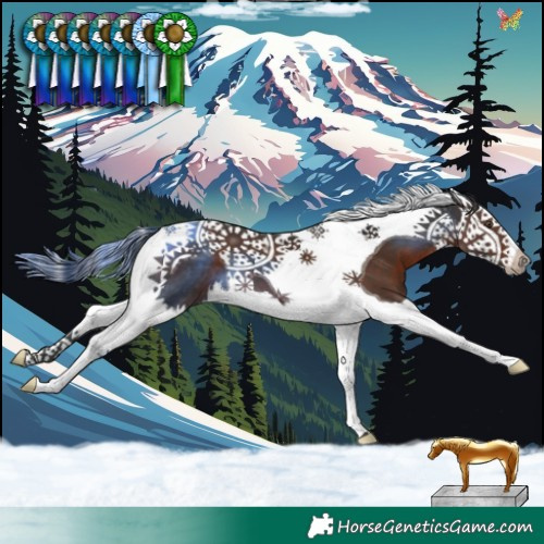Horse Color:Liver Chestnut Splash Tobiano 