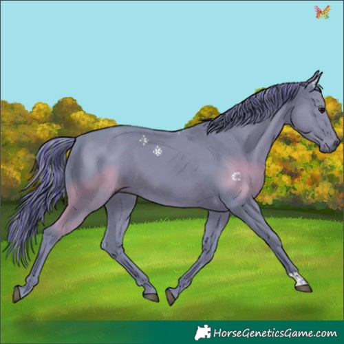 Horse Color:Painted Watercolor Black 