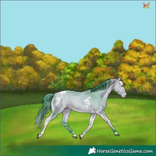Horse Color:Watercolor Buckskin Dun Splash Tobiano 