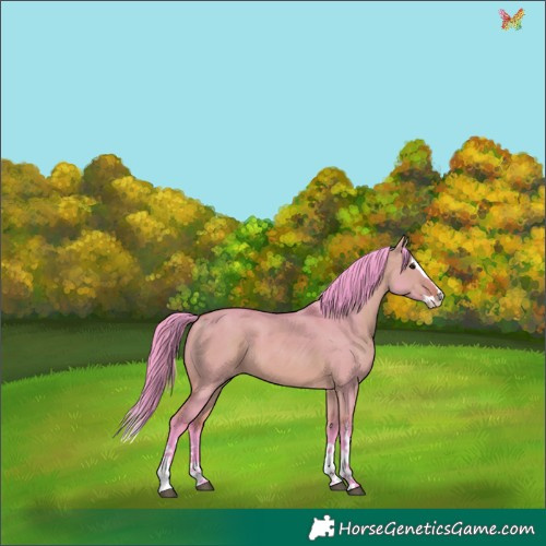 Horse Color:Watercolor White Spotted Bay Dun Splash 