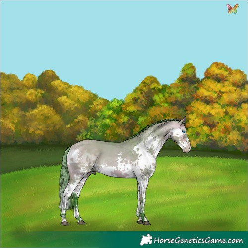 Horse Color:Watercolor Bay Dun Splash Tobiano 