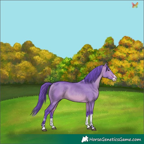 Horse Color:Watercolor White Spotted Bay Dun Splash 