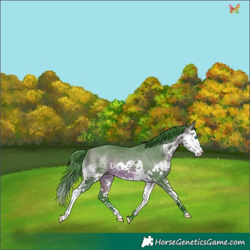 Horse Color:Watercolor White Spotted Bay Dun Splash 