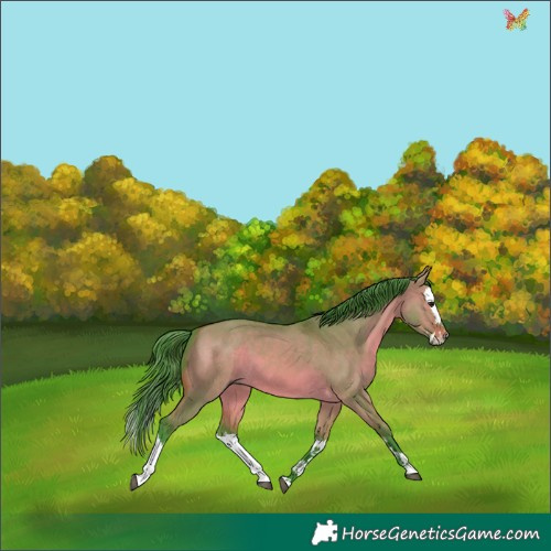 Horse Color:Watercolor White Spotted Brown Dun Splash 