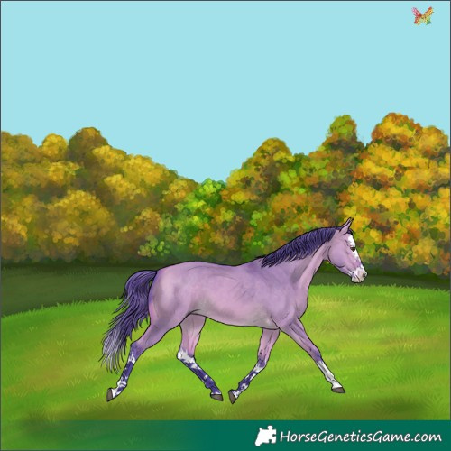 Horse Color:Watercolor White Spotted Buckskin Dun Splash 