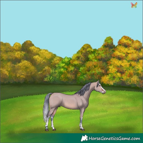 Horse Color:Watercolor White Spotted Bay Dun Splash 