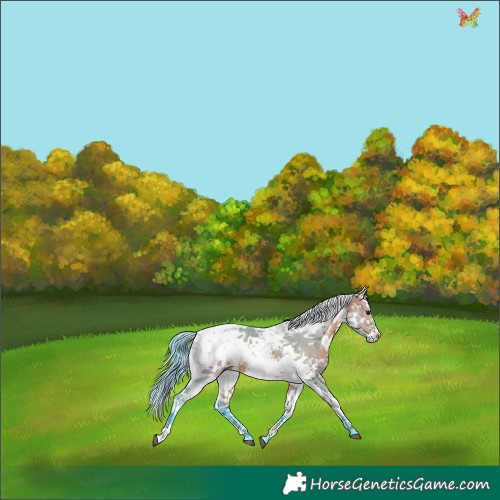 Horse Color:Watercolor White Spotted Bay Dun Sabino Splash
