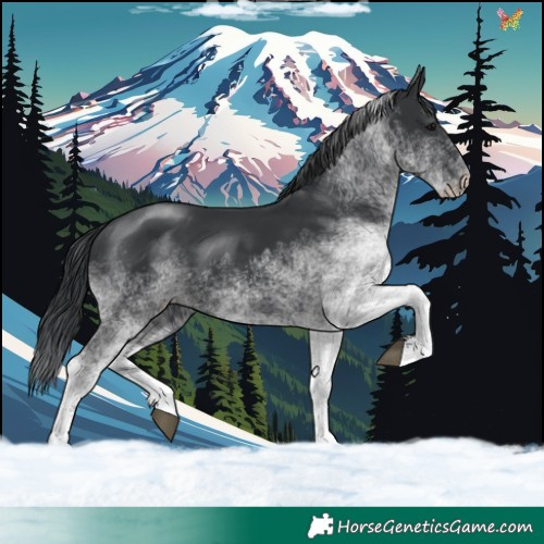 Horse Color:White Spotted Black