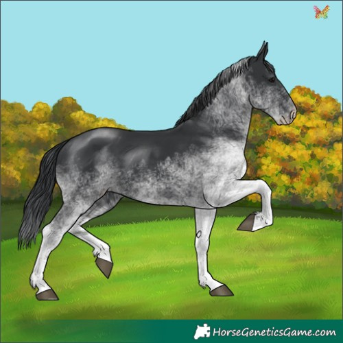 Horse Color:White Spotted Black 