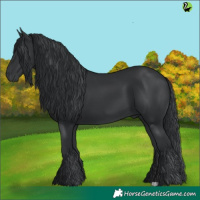 Horse Color:Black 