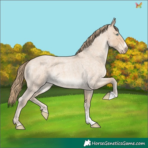 Horse Color:Perlino Roan