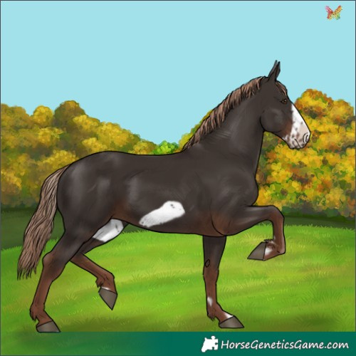 Horse Color:Liver Chestnut Frame 