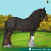 Horse Color:Liver Chestnut Tobiano