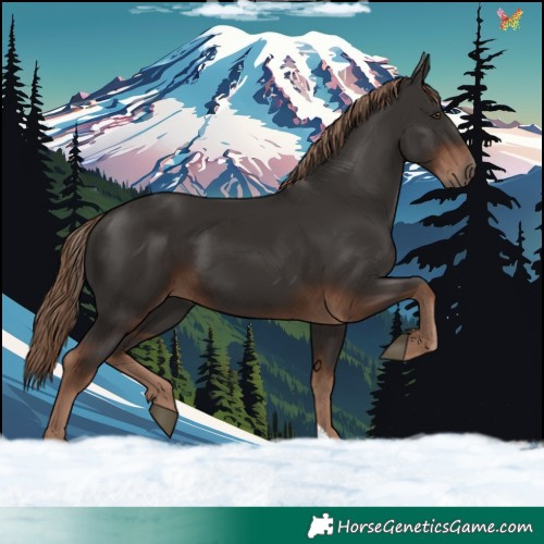 Horse Color:Liver Chestnut 