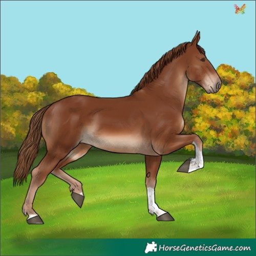 Horse Color:Chestnut Tobiano