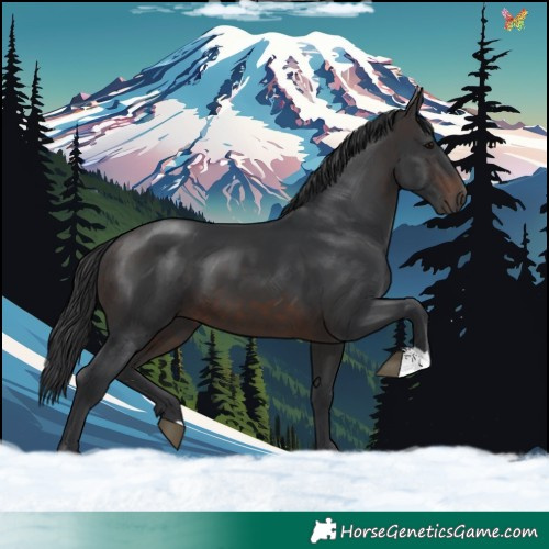 Horse Color:Brown 
