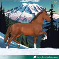 Horse Color:Chestnut Tobiano