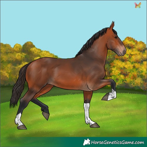 Horse Color:Bay Tobiano