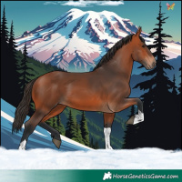 Horse Color:Bay Tobiano 