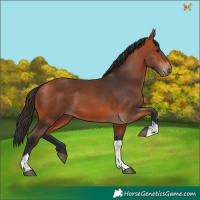 Horse Color:Bay Tobiano 