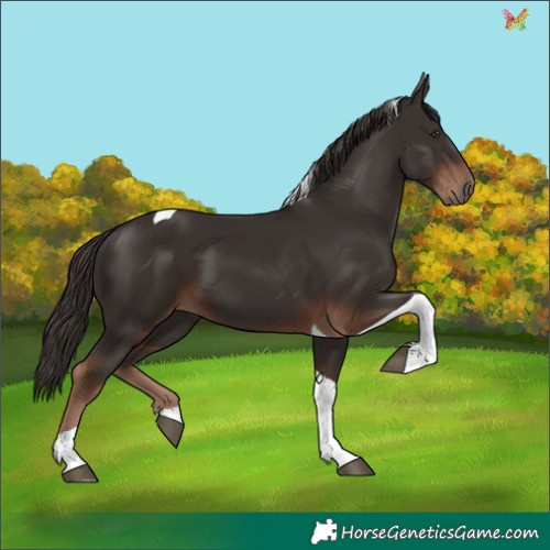 Horse Color:Liver Chestnut Tobiano