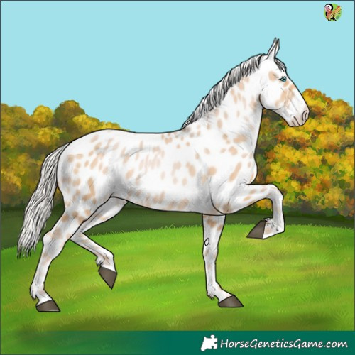 Horse Color:White Spotted Silver Buckskin Pearl Appaloosa 