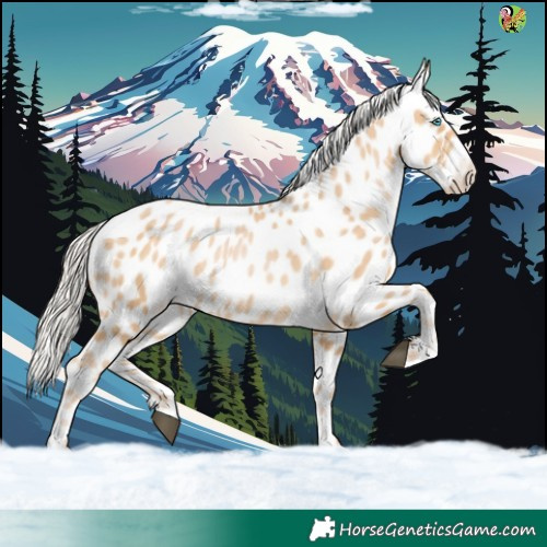 Horse Color:White Spotted Silver Buckskin Pearl Appaloosa 