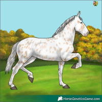 Horse Color:White Spotted Silver Buckskin Pearl Appaloosa 