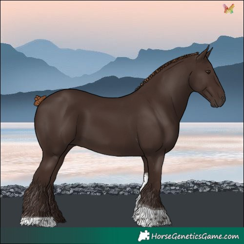 Horse Color:Liver Chestnut Tobiano 