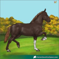 Horse Color:Liver Chestnut Tobiano 