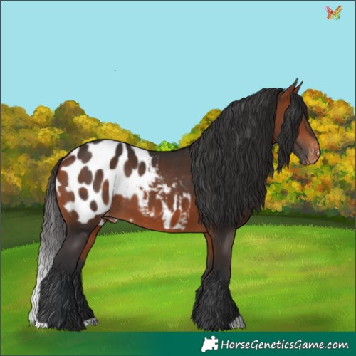 Horse Color:Brown Appaloosa 